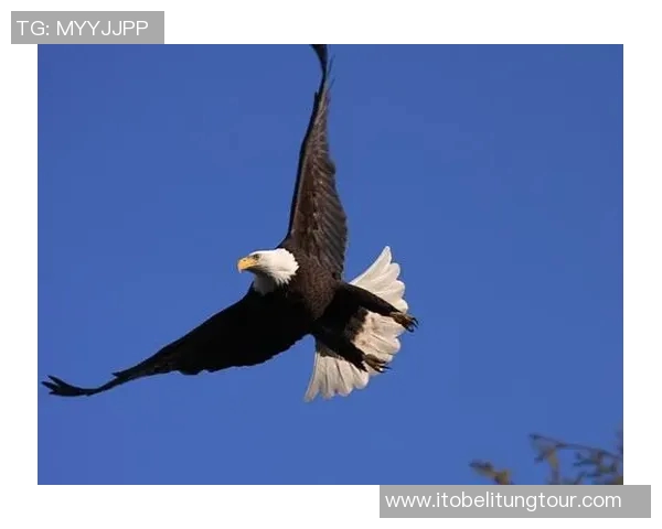 蓝网与老鹰精彩对决录像回放全程回顾分析与精彩瞬间重温 蓝网与老鹰精彩对决录像回放全程回顾分析与精彩瞬间重温